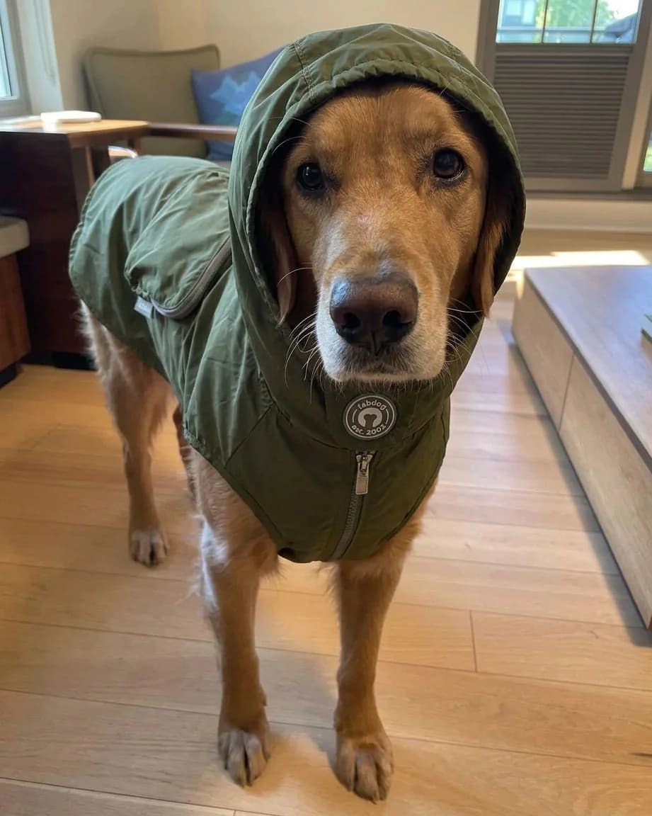 Dog raincoat